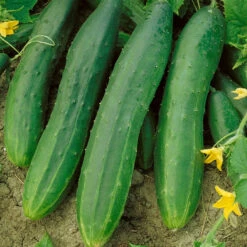 Straight Eight Cucumber Seeds (Organic) -Felo Butik 63 cucumber straight eight web