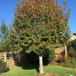 Felo Butik -Felo Butik AutumnMarble1