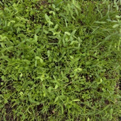 Peaceful Valley Dryland Erosion Fire Recovery Mix Nitrocoated (lb) 7 Peaceful Valley Dryland Erosion Fire Recovery Mix Nitrocoated (lb) -Felo Butik MG 1112 web