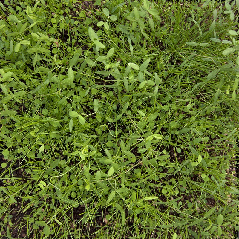 Peaceful Valley Dryland Erosion Fire Recovery Mix Nitrocoated (lb) 5 Peaceful Valley Dryland Erosion Fire Recovery Mix Nitrocoated (lb) - Billede 3