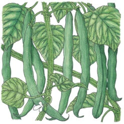 Felo Butik -Felo Butik SNV8007 a