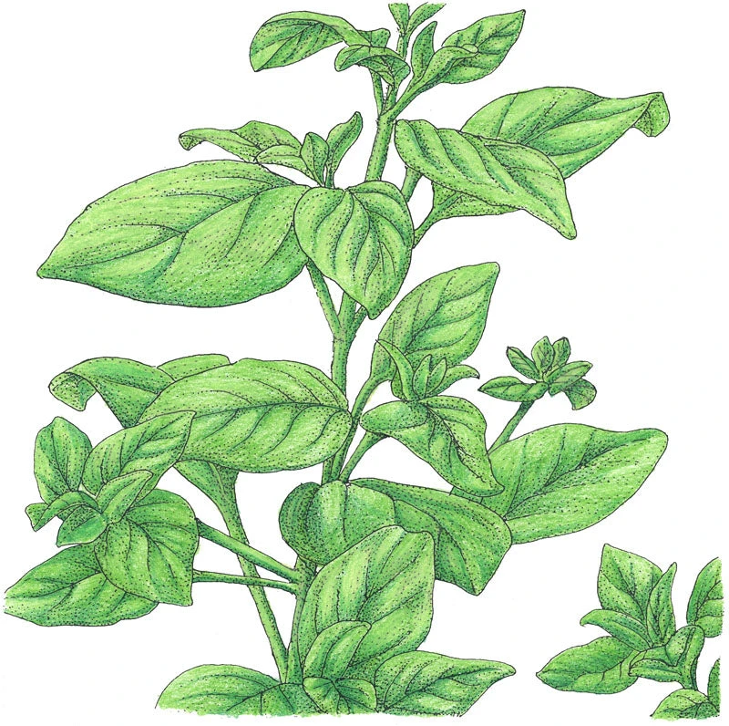Organic Marjoram 5 Organic Marjoram - Billede 3