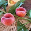 Potted Scarlet Halo Donut Peach Tree -Felo Butik Scarlet Halo Donut Peach