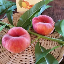 Potted Scarlet Halo Donut Peach Tree