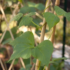 Bamboo Stakes - 7' (Pack Of 10) -Felo Butik bamboo1 a