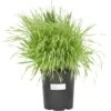 Beardless Barley Seed (lb) -Felo Butik beardless barley seed lb