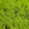 Buffalo Grass Seed (lb) -Felo Butik buffalo grass seed lb
