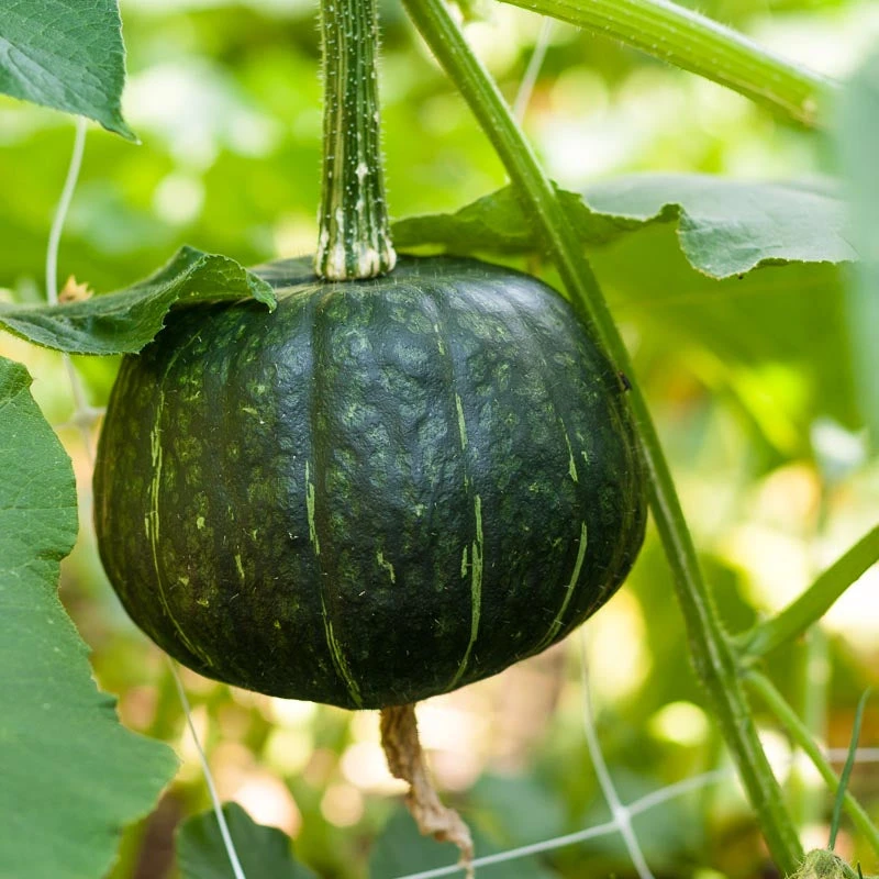 Harvest Mix Winter Squash Seeds (Organic) 4 Harvest Mix Winter Squash Seeds (Organic) - Billede 2