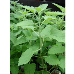 Organic Catnip -Felo Butik catnip web
