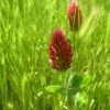 Crimson Clover - Nitrocoated Seed (lb) -Felo Butik crimson clover nitrocoated seed lb