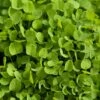 Dutch White Clover - Nitrocoated Seed (lb) -Felo Butik dutch white clover nitrocoated seed lb