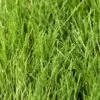 Fescue, Covar Sheep Seed (lb) -Felo Butik fescue covar sheep seed lb