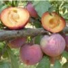 Flavor King Plumcot Tree 1 Flavor King Plumcot Tree -Felo Butik flavor king plumcot B