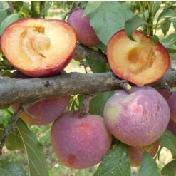 Flavor King Plumcot Tree