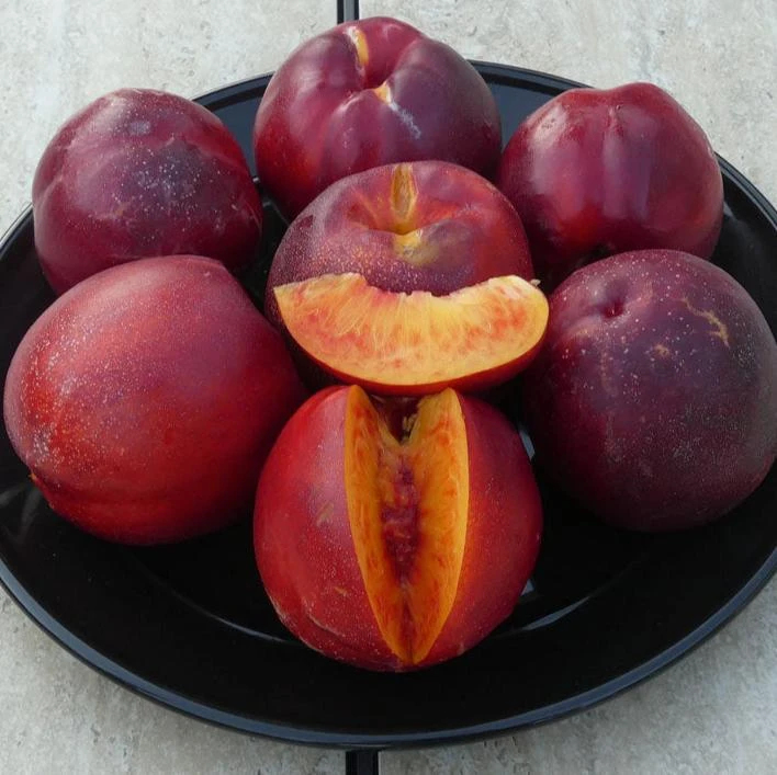 Freckle Face Nectarine Tree 3 Freckle Face Nectarine Tree