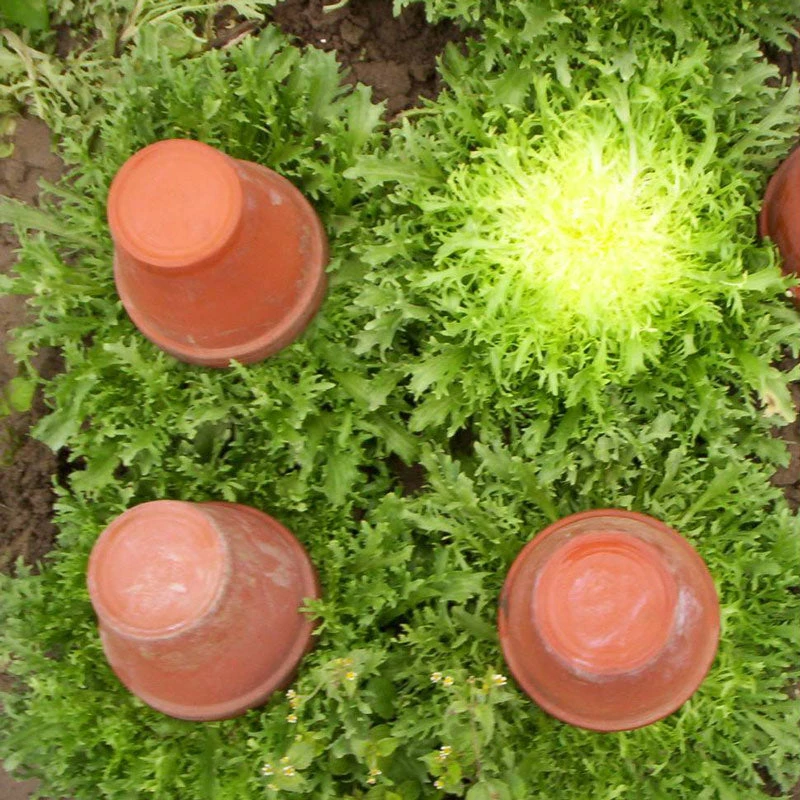 Organic Greens, Endive, Frisee (1/4 Lb) 4 Organic Greens, Endive, Frisee (1/4 Lb) - Billede 2