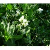 Frostmaster Peas - Raw Seed (Lb) 1 Frostmaster Peas - Raw Seed (Lb) -Felo Butik frostmaster pea