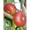 Honey Halo Nectarine Tree -Felo Butik honey halo nectarine B