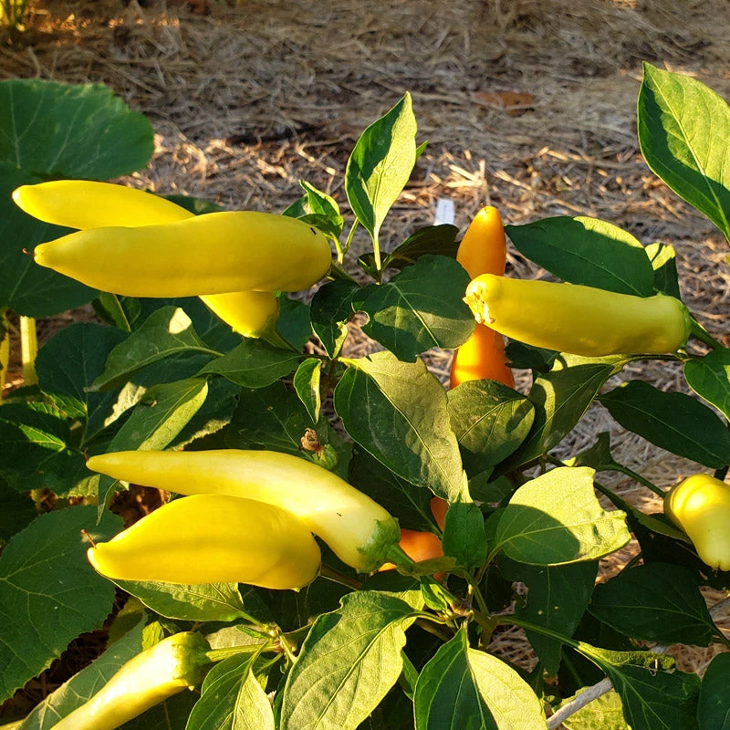 Hot Hungarian Hot Wax Pepper Seeds (Organic) 4 Hot Hungarian Hot Wax Pepper Seeds (Organic) - Billede 2