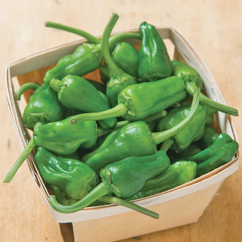 Padron Pepper Seeds (Organic) 5 Padron Pepper Seeds (Organic) - Billede 3