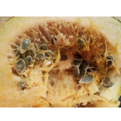 Kakai (Hull-Less) Pumpkin Seeds (Organic) -Felo Butik kakai seeds