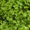 Ladino White Clover - Nitrocoated Seed (lb) -Felo Butik ladino white clover nitrocoated seed lb