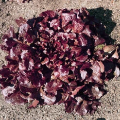 Red Oakleaf Lettuce Seeds (Organic) 8 Red Oakleaf Lettuce Seeds (Organic) -Felo Butik lettuce red oakleaf