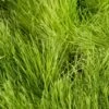 Orchardgrass, Dryland (lb) -Felo Butik orchardgrass dryland lb