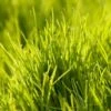 Oregon Annual Ryegrass Seed (lb) -Felo Butik oregon annual ryegrass seed lb