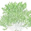 Organic Greens, Endive, Frisee (1/4 Lb) -Felo Butik organic greens endive frisee 1 4 lb