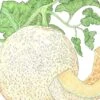 Organic Melon, Honeyrock (1/4 Lb) 2 Organic Melon, Honeyrock (1/4 Lb) -Felo Butik organic melon honeyrock 1 4 lb