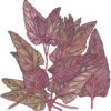Organic Orach, Red (1 Oz) -Felo Butik organic orach red 1 oz
