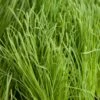 Organic Orchardgrass (lb) -Felo Butik organic orchardgrass lb