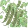Organic Pea, Mammoth Melting (1/2 Lb) -Felo Butik organic pea mammoth melting 1 2 lb