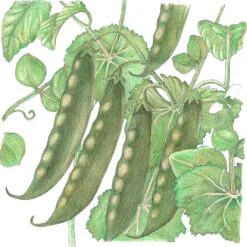 Organic Pea, Mammoth Melting (1/2 Lb)