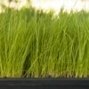 Organic Ryegrass, Oregon Annual (lb) -Felo Butik organic ryegrass oregon annual lb