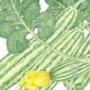 Organic Summer Squash, Cocozelle (1/4 Lb) -Felo Butik organic summer squash cocozelle 1 4 lb