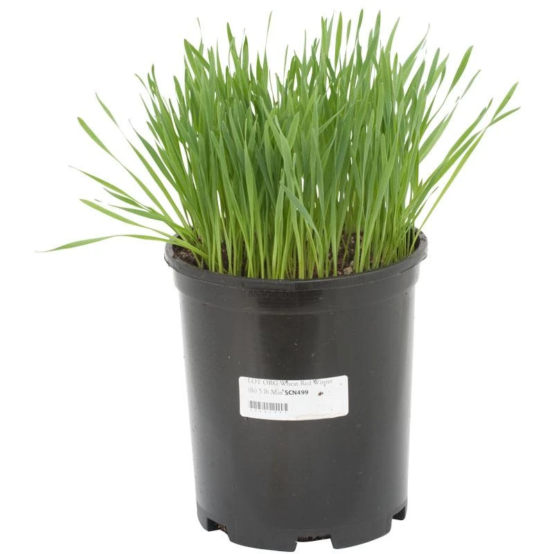 Organic Wheat, Beardless (lb) 3 Organic Wheat, Beardless (lb)