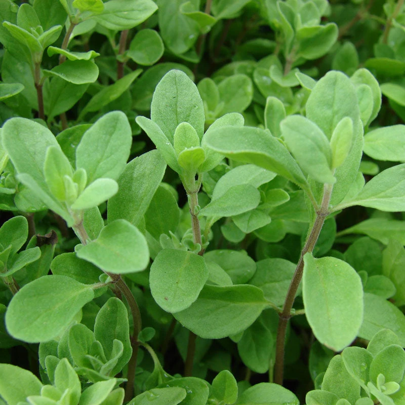 Organic Marjoram 4 Organic Marjoram - Billede 2