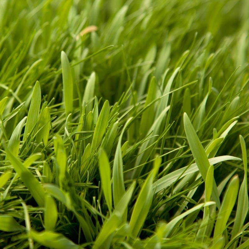 Peaceful Valley General Purpose Erosion Mix - Nitrocoated Seed (lb) 3 Peaceful Valley General Purpose Erosion Mix - Nitrocoated Seed (lb)