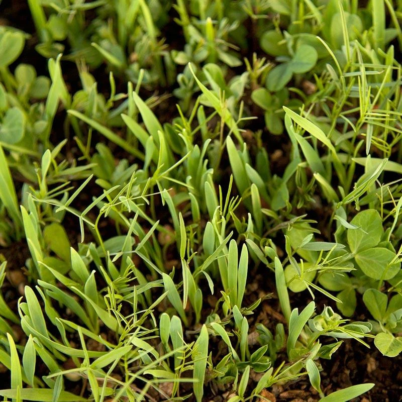 Peaceful Valley Legume Oat Mix #1 - Raw Seed (lb) 3 Peaceful Valley Legume Oat Mix #1 - Raw Seed (lb)