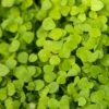 Peaceful Valley Low-Growing Clover Mix - Nitrocoated Seed (lb) 1 Peaceful Valley Low-Growing Clover Mix - Nitrocoated Seed (lb) -Felo Butik peaceful valley low growing clover mix nitrocoated seed lb
