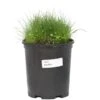 Peaceful Valley Mini Perennial Clover & Grass Mix - Nitrocoated Seed (lb) 1 Peaceful Valley Mini Perennial Clover & Grass Mix - Nitrocoated Seed (lb) -Felo Butik peaceful valley mini perennial clover and grass mix nitrocoated seed lb