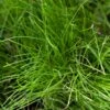 Peaceful Valley Native Lawn Mix - Seed (lb) 1 Peaceful Valley Native Lawn Mix - Seed (lb) -Felo Butik peaceful valley native lawn mix seed lb