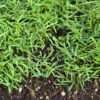 Peaceful Valley Organic Vetch Mix Raw (lb) -Felo Butik peaceful valley organic vetch mix raw lb