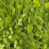 Peaceful Valley Premium Erosion Mix - Nitrocoated Seed (lb) -Felo Butik peaceful valley premium erosion mix nitrocoated seed lb