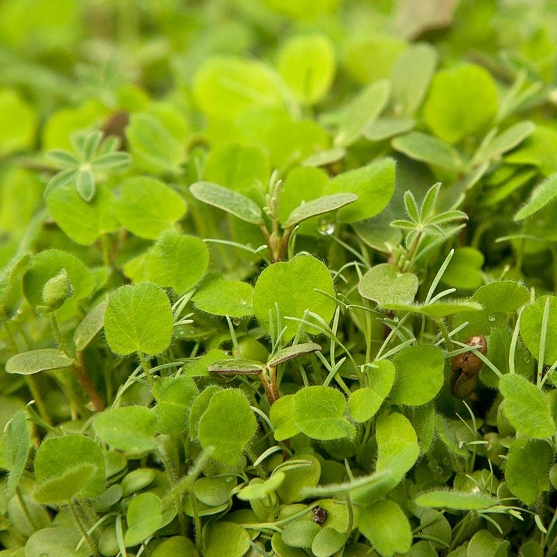 Peaceful Valley Regional Western Colorful Dryland Wildflower Mix - Nitrocoated Seed (lb) 3 Peaceful Valley Regional Western Colorful Dryland Wildflower Mix - Nitrocoated Seed (lb)