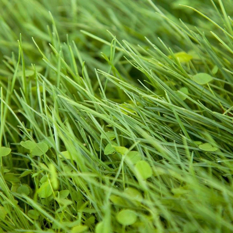 Peaceful Valley Roadway Mix - Nitrocoated Seed (lb) 3 Peaceful Valley Roadway Mix - Nitrocoated Seed (lb)