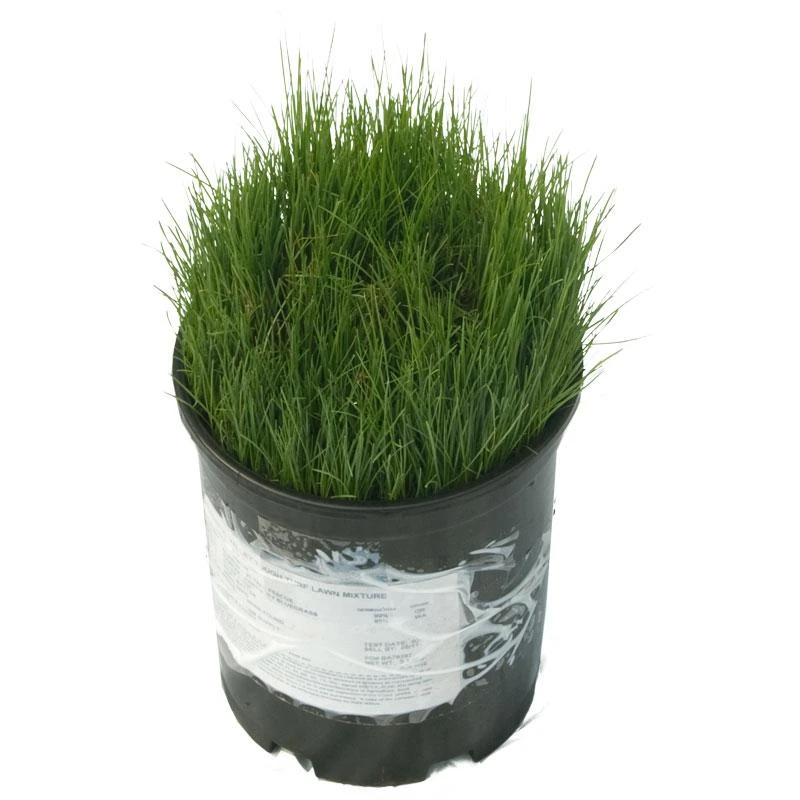 Peaceful Valley Tough Turf Lawn Seed (25 Lb Bag) 3 Peaceful Valley Tough Turf Lawn Seed (25 Lb Bag)