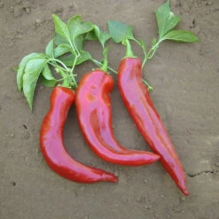 Hot New Mexico Joe Parker Pepper Seeds (Organic) -Felo Butik pepper joe e parker 1